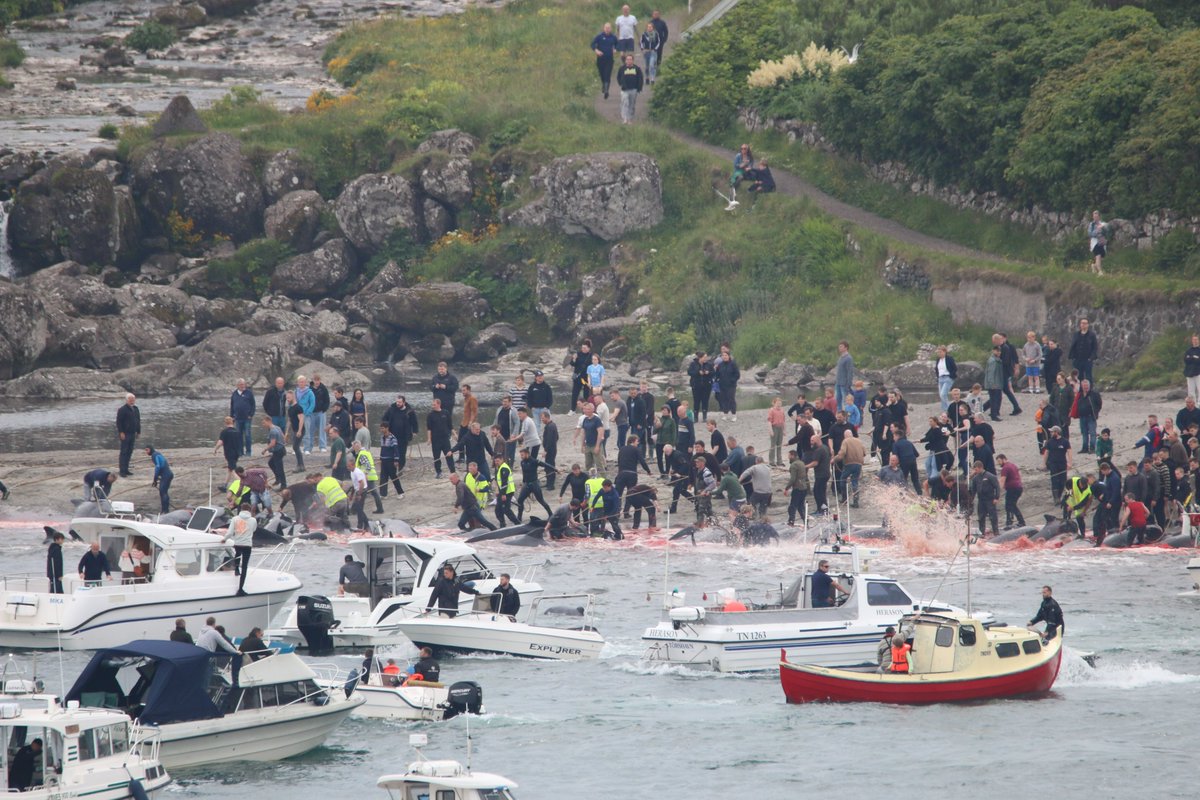 ORCA witnessed a brutal hunt of 78 pilot whales on Sunday, with the pod driven into shallow water, pulled ashore with hooks & killed with lances. This barbaric & outdated hunt has no place in 2023 and ORCA condemn the Faroese government for allowing this orca.org.uk/news-blog/crui…