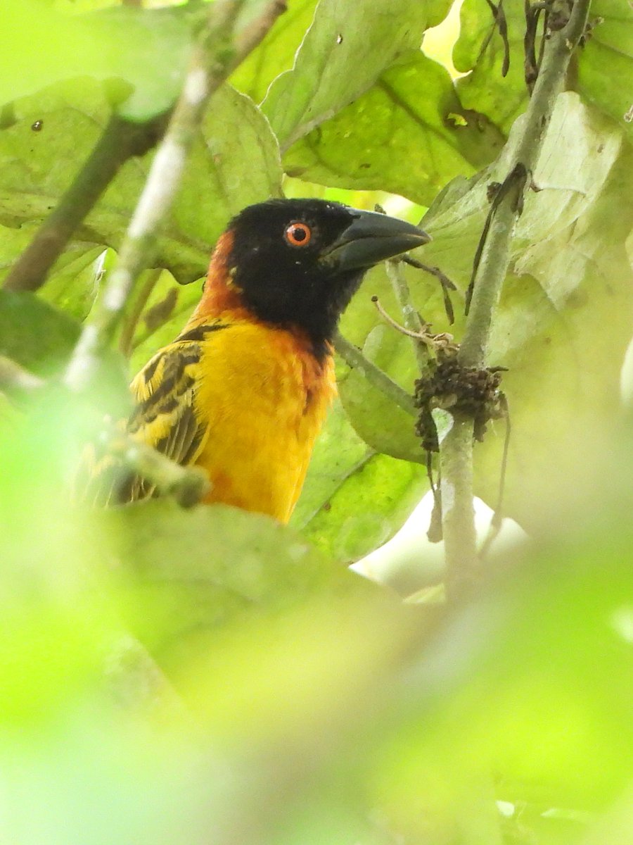 ivb_cas's tweet photo. NEW in #JVertBiol: Sources of variation in baseline and stress-induced blood glucose levels in two free-living tropical passerine species https://t.co/dse0Gz01Zm @BioOneNews | @CzechAcademy |@AEEGIVB | #ornithology https://t.co/vlLRt9VG0C
