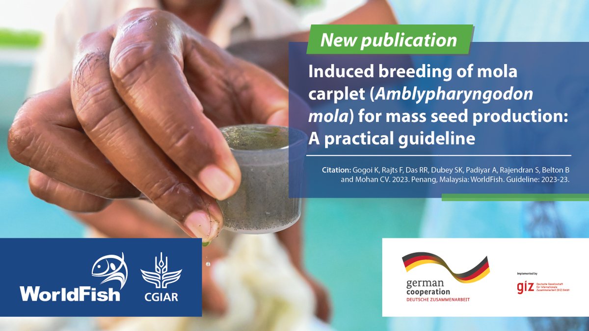 WorldFishCenter's tweet photo. 💡Farming mola can increase the availability & accessibility of #micronutrients in #smallfish to local communities.
This manual offers STEPS for induced breeding of #mola to produce mass-scale seed, key to developing #nutritionsensitive #aquaculture. 👉https://t.co/TgjhlGxDh0 https://t.co/wUtP0eW7Wf