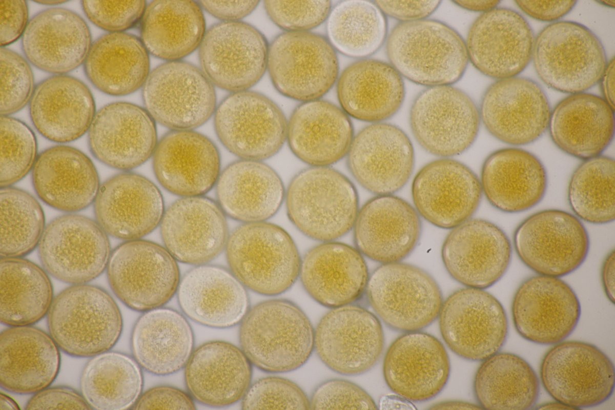RPilze's tweet photo. Uromyces viciae-fabae ex Vicia faba

#Viciafaba #Vicia #Ackerbohne #broadbean #fava #haba #Uromyces #Uromycesviciaefabae #Rostpilz #Rost #rust #rustfungus #mushroom #mushrooms #fungus #fungi #pilz #pilze #champignons #champignon #nature #natur #Phytopathology https://t.co/k2y3BCcq8o