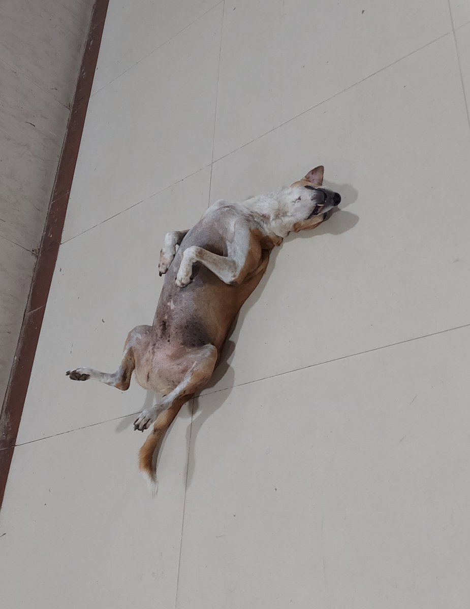 Sakshi1280060's tweet photo. Mood.
#LTMMC doggos! https://t.co/xU6fabqrEC