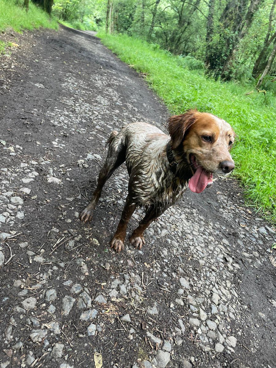 K9Scottish's tweet photo. Today's #TongueOutTuesday 👅 is presented by a very mucky #PDDexter who is currently enjoying his annual leave to the max 🤣🤣
#CrazySpaniel #BrittanyXCocker https://t.co/RB9j5yjhjZ