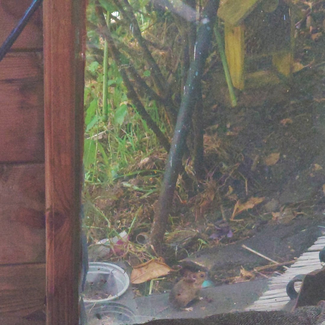 #Birds are loving the fat balls today! And a mouse mopping up the seeds the messy birds knock over..... The Joy of working from a shed in summer!