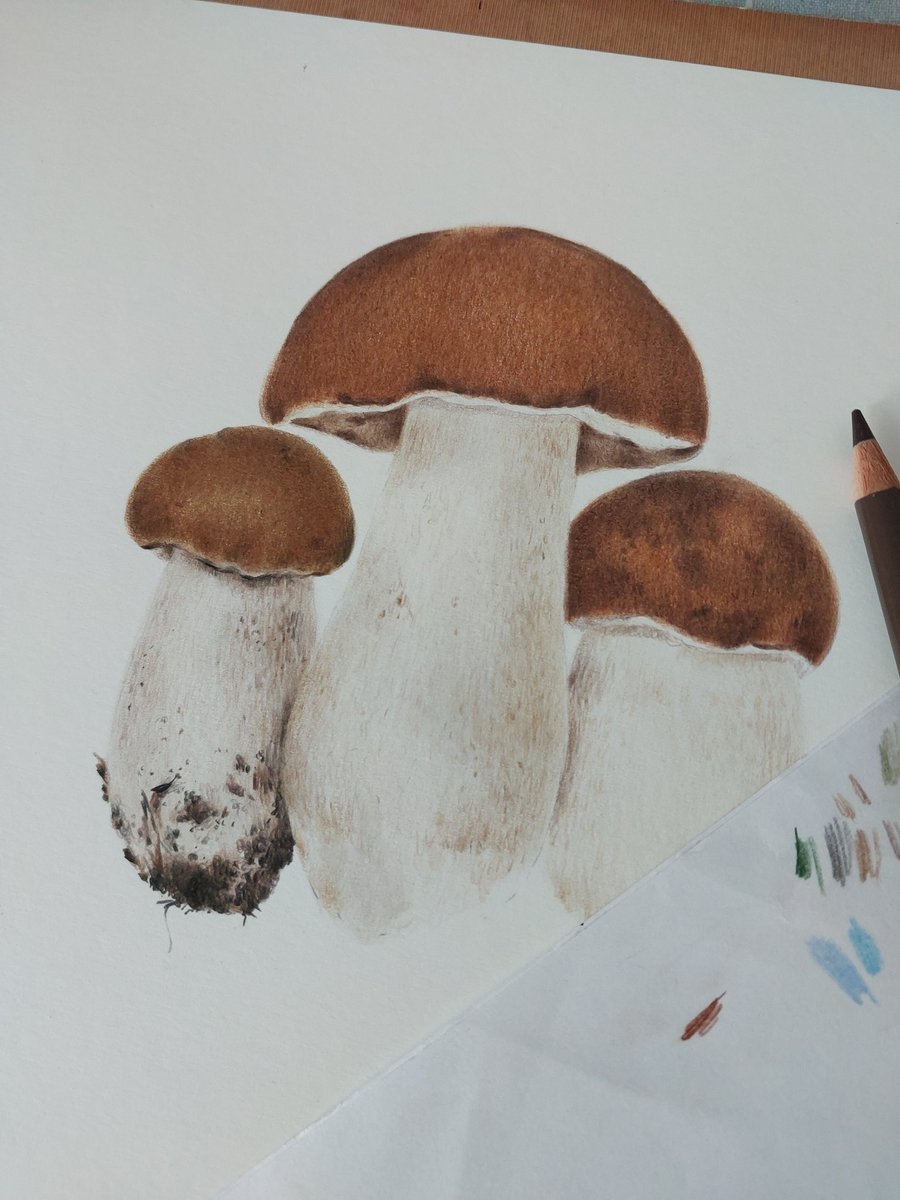 In process✨️

#artprocess #coloredpencils #art #artforsale #botanical #botanicalart #handdrawn #Sketching #drawing #polskasztuka #ilustracja #ilustracjapl #mushrooms #mushroomlover