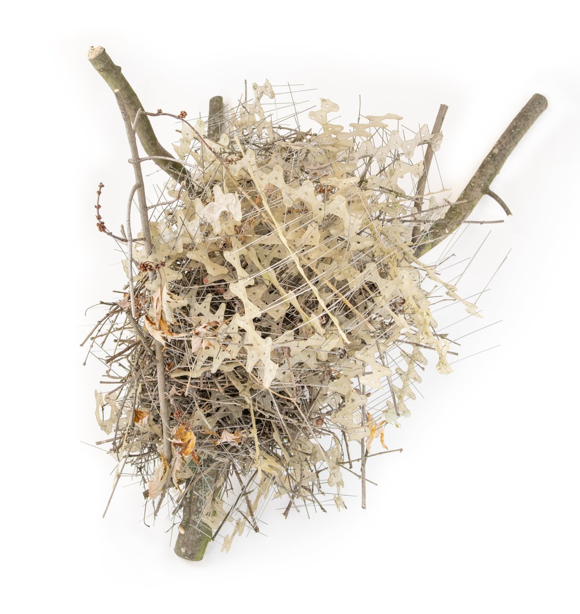 Bird nests made from anti-bird spikes! 🤯 Even for me as a nest researcher, these are the craziest bird nests I've ever seen. Today my paper came out on this rebellious behaviour. And it's like telling a joke... A thread. 🧵