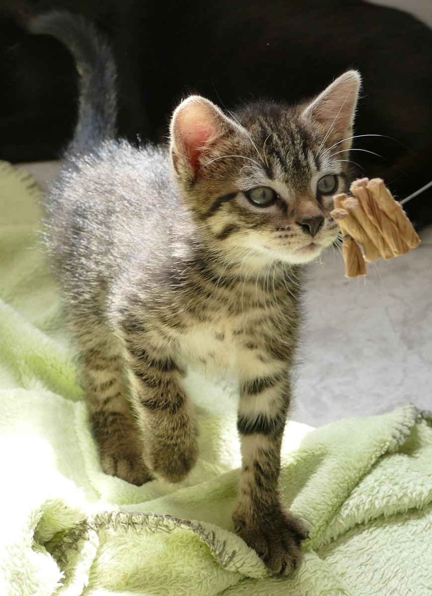 Cosmo, geb. 22.05.2023

#cats #AdoptDontShop