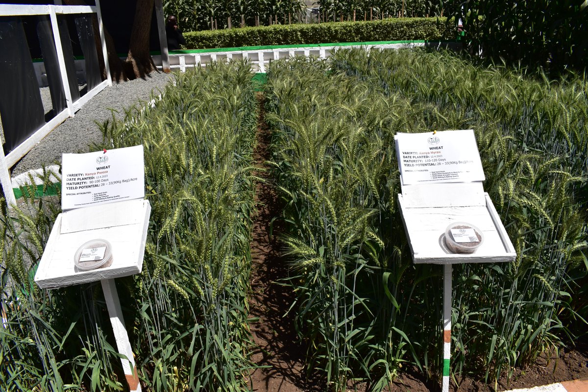 kalromkulima's tweet photo. We are at the Nakuru ASK National Show from July 12th to 16th 2023. This year's theme is "Promoting Climate Smart Agriculture and Trade  Initiatives for Sustainable Economic Growth." Visit our Stand to learn about new farming techniques and technological advances in agriculture. https://t.co/oi4xS1VKFk