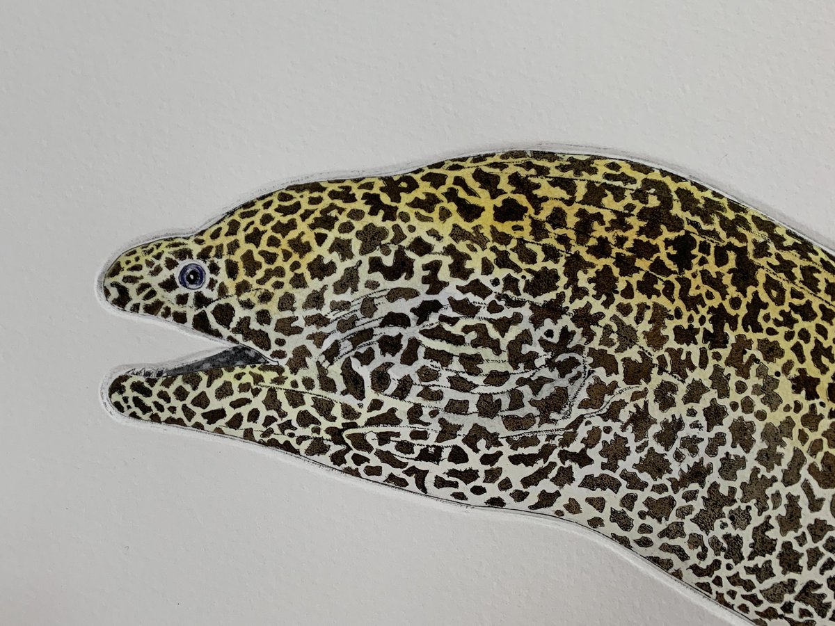 Just finished! An etching of a Honeycomb Moray.
#printmaking #visitplymouth #eels