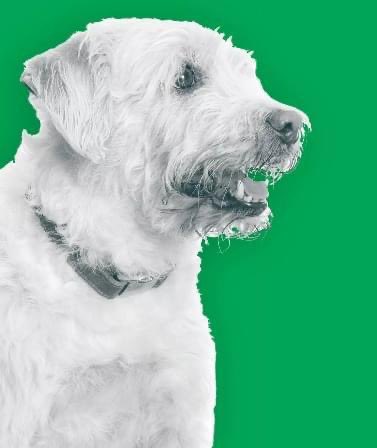 RecruitmentSE's tweet image. Monty
The People Manager
Monty is the well-being hero in the office, regularly swooping in &amp;amp;  saving the day. He knows when someone is having a bad day &amp;amp; needs a cuddle or a poke with a wet nose! 
#officedogs #meettheteam  #peoplemanager