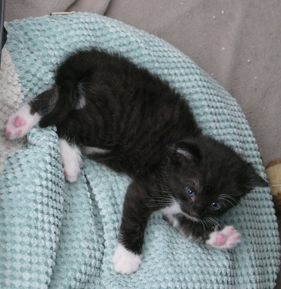 Jona, geb. 13.06.2023

#Katzen #AdoptDontShop