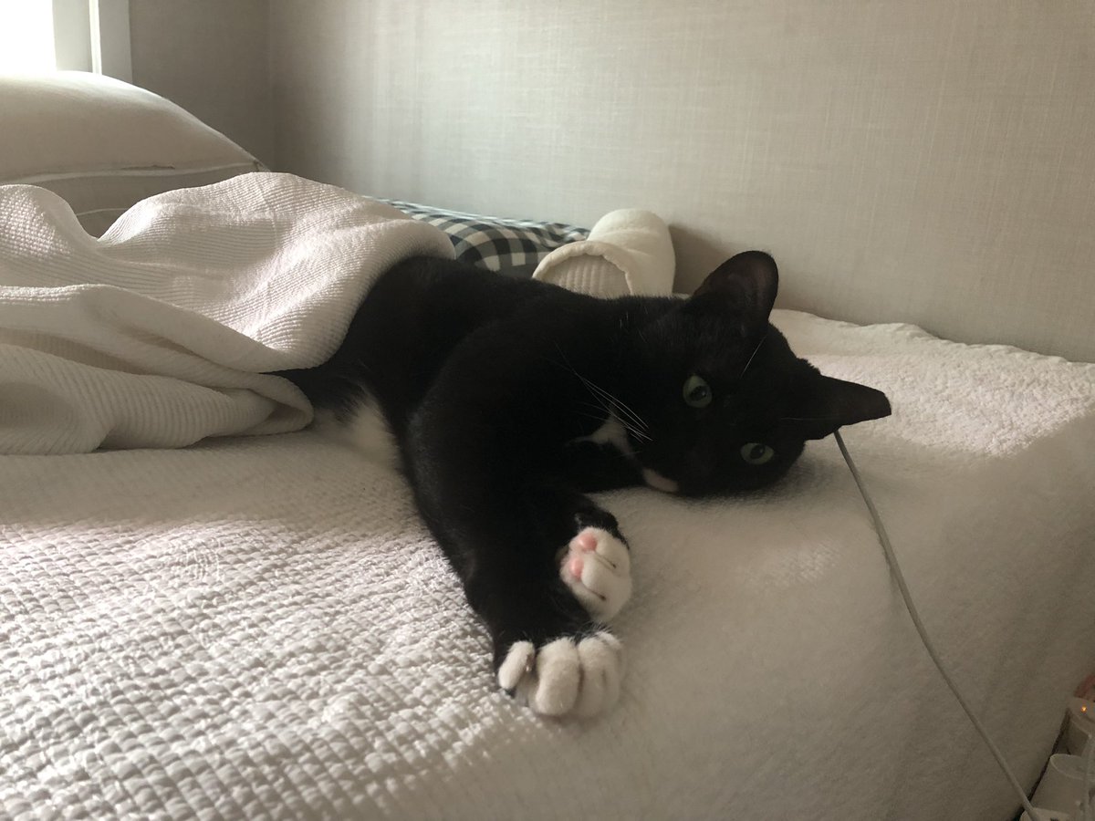 도도다다냥 (@dodo_dadada) on Twitter photo 