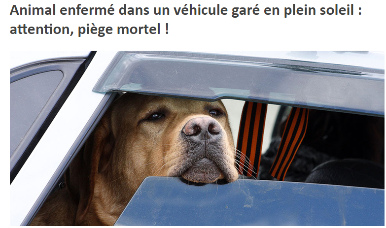 anhumanys's tweet photo. Les c..s ca existe bien évidemment , chaque année il faut le rappeler, 1 animal enfermé ds 1 voiture c'est 1 crime potentiel, de maltraitance déjà et de mortalité très rapide possible ! Vs ne trouvez pas le propriétaire, pouvez-vs briser la vitre ? OUI mais... https://t.co/bEhXhDVY5P