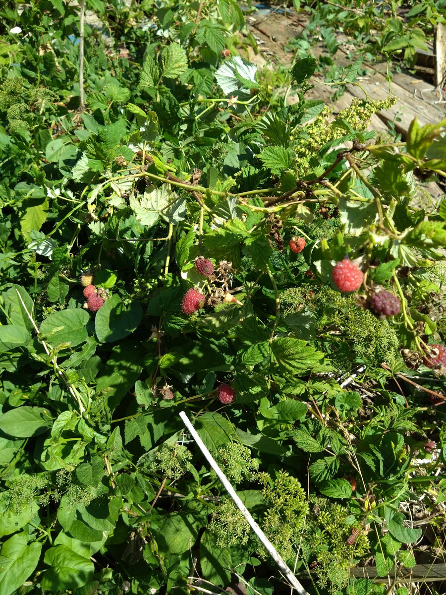 สวัสดีค่ะทุกคน ห่างหายไปนาน วันนี้ขอสวัสดีด้วยแอปเปิ้ล กับ hallon (ไม่แน่ใจภาษาไทยเรียกอะไร) คิดถึงทุกคนนะคะ