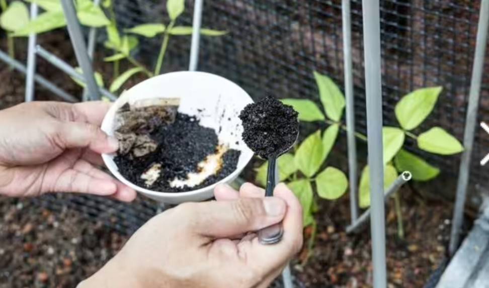 How to use coffee grounds to make garden plants stronger and grow faster | Express.co.uk express.co.uk/life-style/gar…

#coffee #gardening #coffeegrounds #coffeelovers #wednesdaythoughts