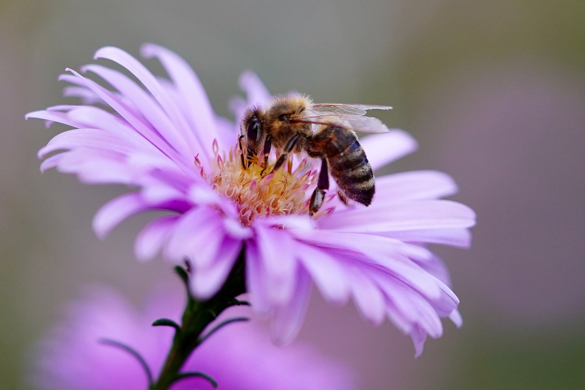 It's #BeesNeedsWeek - here's how you can help provide a better environment for pollinators in your garden. #bees #beekeeping #gardening #pollinators bit.ly/3XNPkHt