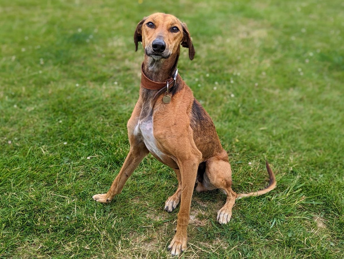 Let us introduce you to Panini, a wonderfully loving, 1 year old Lurcher who is looking for his forever family that will be happy to continue the training he has started here with us.

Please visit our website at: mgar.org.uk/product610 to find out more about cheeky Panini here.