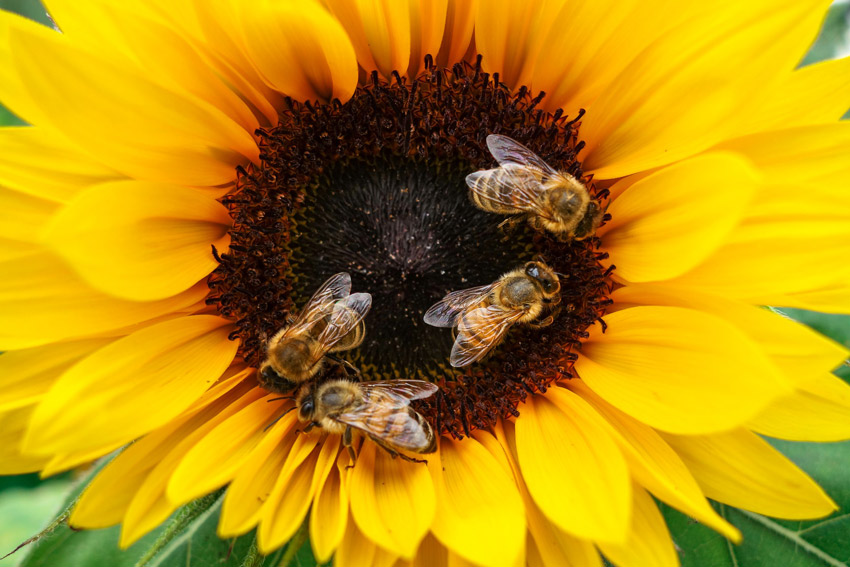 It's #BeesNeedsWeek - some tips on how you can help provide a better environment for pollinators in your garden. #bees #beekeeping #gardening #pollinators bit.ly/3XNPkHt