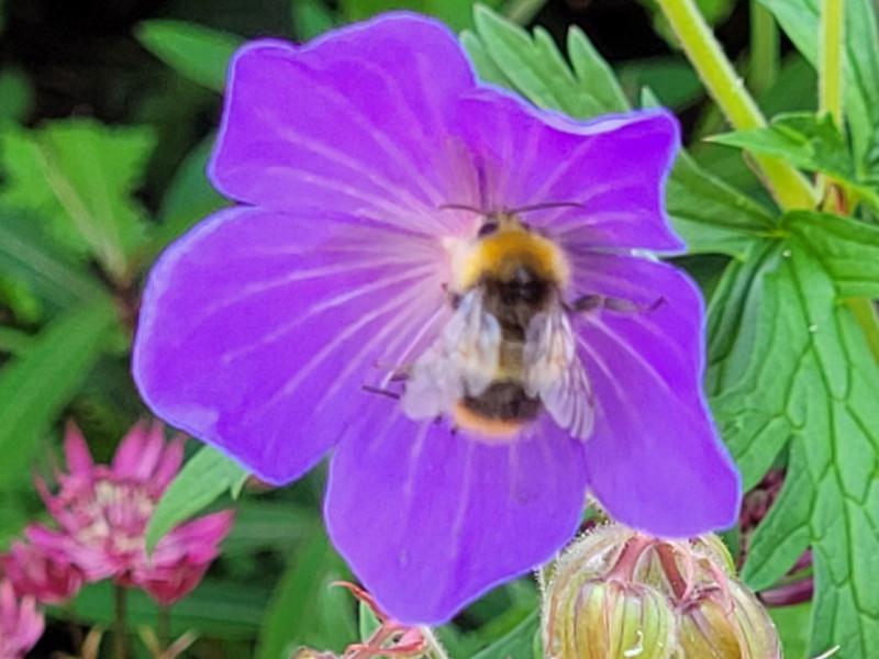 It's #BeesNeedsWeek - 5 ways on how you can help provide a better environment for pollinators in your garden. #bees #beekeeping #gardening #pollinators bit.ly/3XNPkHt