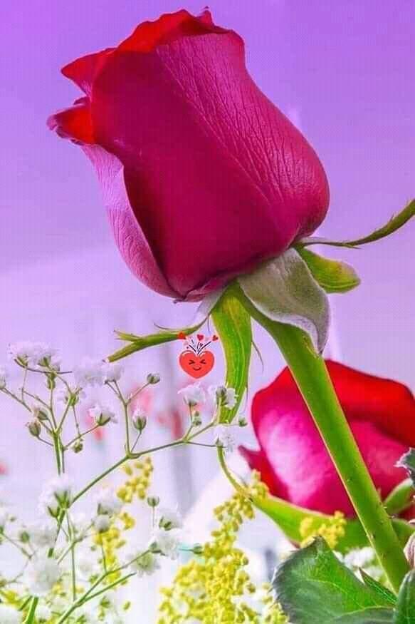 بشاير (@mshd45525777) on Twitter photo 