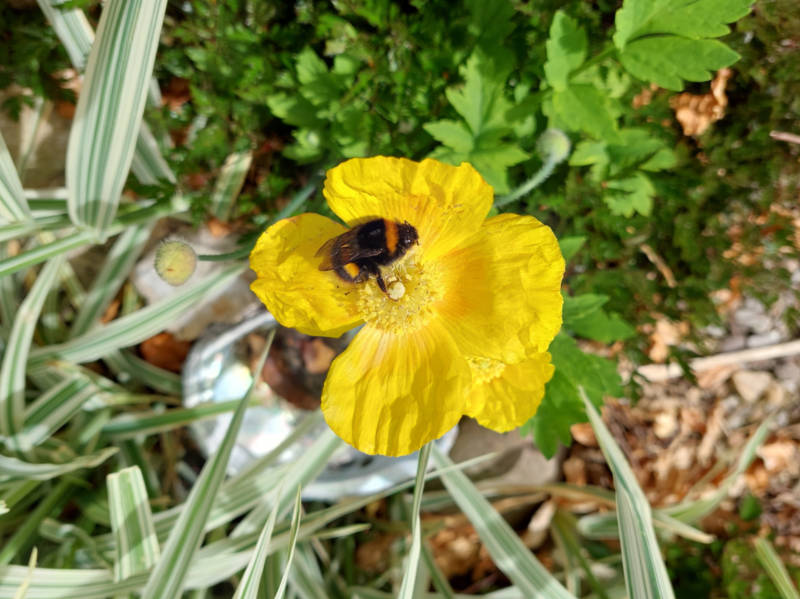 It's the final day of #BeesNeedsWeek - 5 simple tips on how you can help provide a better environment for pollinators in your garden. #bees #beekeeping #gardening #pollinators bit.ly/3XNPkHt
