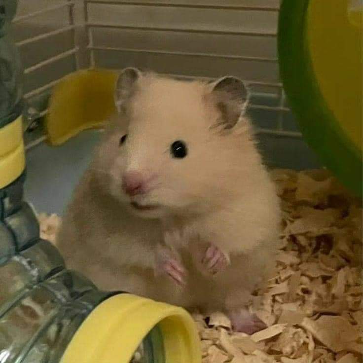 Delphena_TWY's tweet photo. เดลจะเป็นหนูแฮมสเตอร์🐹 https://t.co/E5wmkjVeed