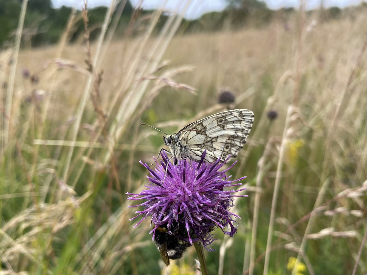 becksmaxgreen's tweet photo. Butterfly survey at Trumpington Meadows last Friday - an amazing 989 individuals of 18 sp, &amp; a guided walk yesterday saw an additional 5 species incl 2nd brood Small Blues, White-letter &amp; Purple Hairstreak. Big thanks to survey volunteers  @ehbpollard @wildlifebcn @MatthewPHayes https://t.co/YVn4JPSuOa
