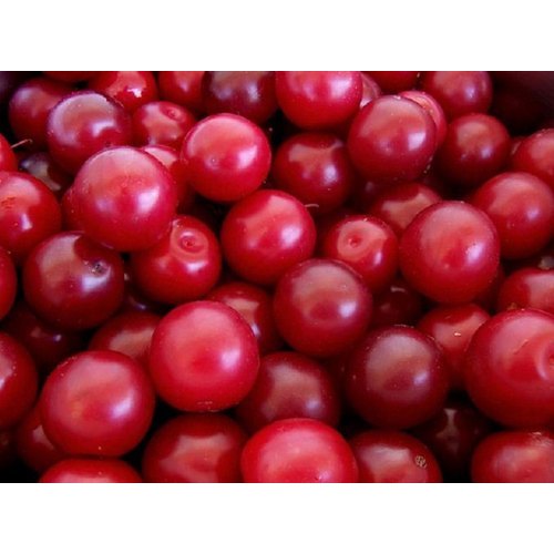MehraAtul123's tweet image. आलूबुखारा (plum) & an #AI #Foundationalmodel - What's common?
A fruit seller in #India justified high price - he points  when mango season is ending, people buy plum. So demand and price increase. Putting all this wisdom in #AI. Stay tuned.