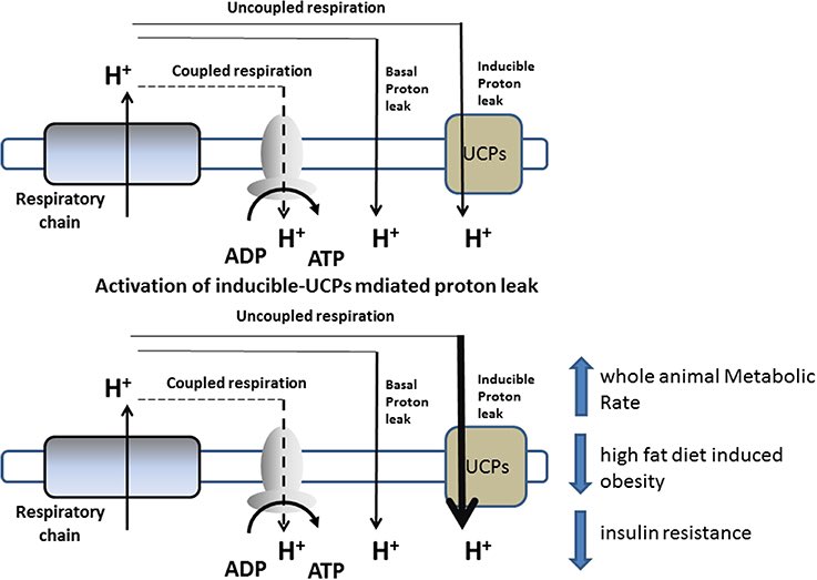 anabology's tweet image. Want to lose fat while maintaining your muscle?
Uncouple yourself.
We can abuse the physiology of fat to shift our metabolism to fat torching state — forget Keto, and look to your mitochondria. 🧵