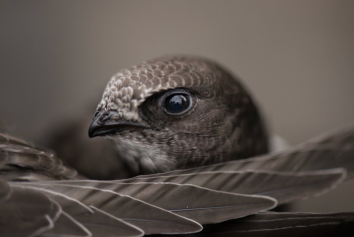 RSPB (@natures_voice) on Twitter photo Swift bricks are cheap, low effort, and vital if we want Swift numbers to recover.
So why won't Minister <a href="/DehennaDavison/">Dehenna Davison</a> and Shadow Minister <a href="/mtpennycook/">Matthew Pennycook MP</a> support making them mandatory in new housing?
Their failure to do so is an utter disappointment. Swift bricks are cheap, low effort, and vital if we want Swift numbers to recover.
So why won't Minister <a href="/DehennaDavison/">Dehenna Davison</a> and Shadow Minister <a href="/mtpennycook/">Matthew Pennycook MP</a> support making them mandatory in new housing?
Their failure to do so is an utter disappointment.