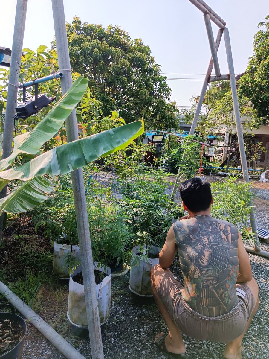 SPechsringam's tweet photo. ชอบแบบไหนทักแบบนั้นนะ 
#outdoor #ออแกนิค
#บางบัวทอง #บางใหญ่ #ปากเกร็ด #นนทบุรี #ลาดหลุมแก้ว #สามโคก #รังสิต #ปทุมธานี https://t.co/na94wLdjUH