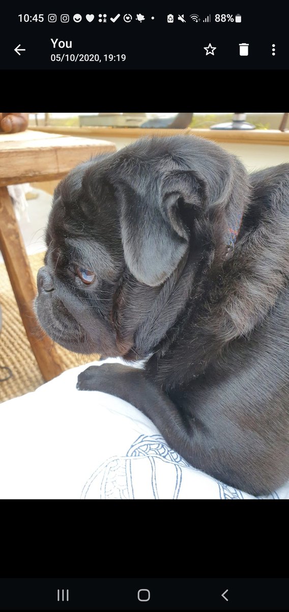 grassebath's tweet photo. Happy #birthday to me! I'm 10 today Pals and I'm being #spoiled 🥰❤️ #pug #pugs #puglovers #dogsoftwitter #loved #myboy #dogsontwitter #woof #dog #pug #blackdogs #blackpugs #goodboy #tuesdayvibe #tuesday #pugsoftwitter #pugclub #pugmania #dogs #dogsofworld #dogsarelove #puglife https://t.co/4IyTDcUyJO