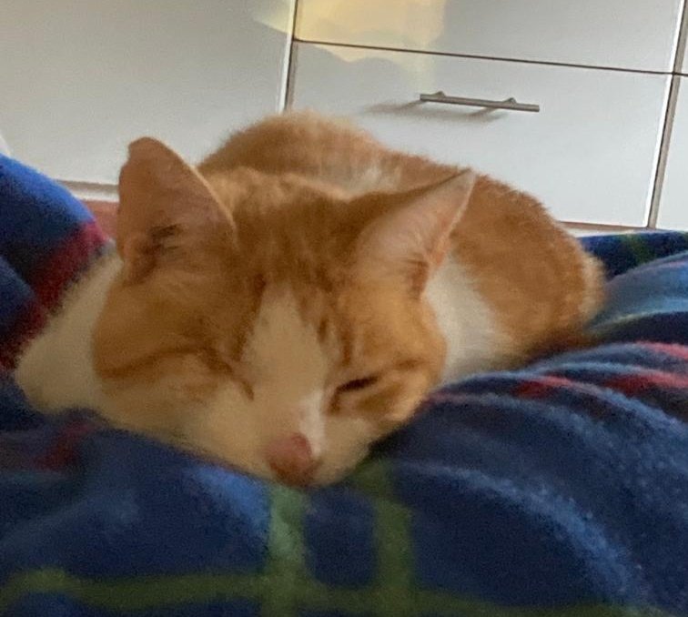 Porfis si me ayudan con un RT, ella es monita, una gatita de mis vecinos, los niños la extrañan mucho! 😞 
Es asustadiza, tuertita y no es de andar en la calle! Lleva varios días perdida 🥺
Sector seminario Bilbao
¡Mira este reporte que encontré en SOSAFE! links.sosafeapp.com/bTSzhRXfLokvFy…