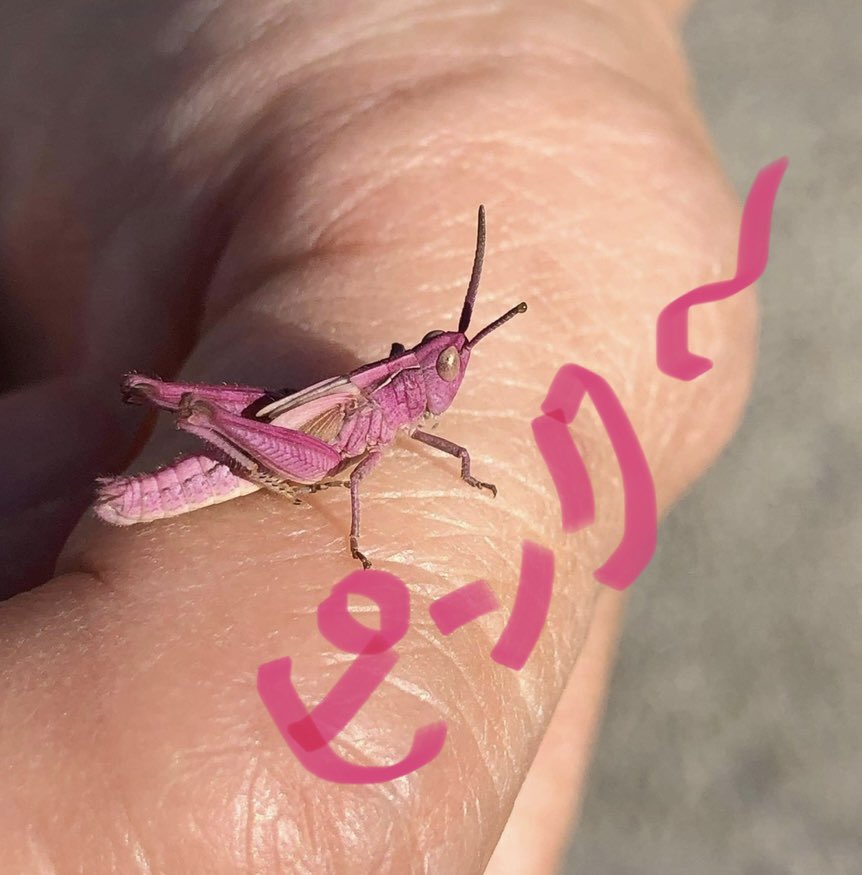 may_davyu's tweet photo. ピンクのバッタいた🤩
#pinkgrasshopper #珍しいバッタ https://t.co/a3fNLNCqTz