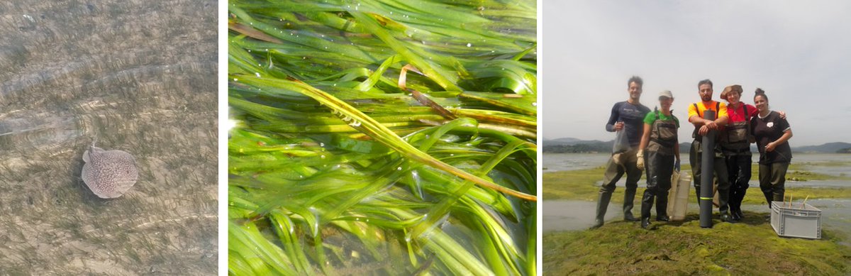 #Seagrass fruits and #biodiversity in N. Spain estuaries.😃🌱🐡 Last sampling campaign of the #MARSHA Project to estimate #ecosystem services through #remotesensing