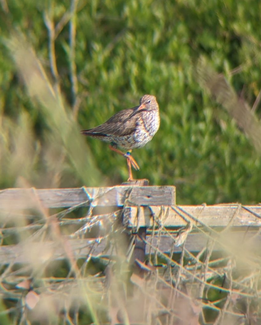 Our Avon Valley redshank have almost all finished breeding and are heading off to their coastal summer grounds. Please keep a look out for colour ringed birds especially around the Hampshire coast, every sighting is hugely valuable to the project! #ornithology