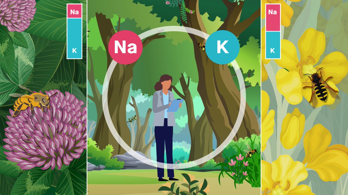 MichaelFilipiak's tweet photo. Studying the effects of the sodium/potassium ratio on bees can provide new insights into the dynamics that link bees, plants and their environment.

See 3-minute video:
https://t.co/JJVIBOMEsX

and the full story is here:
https://t.co/kHrG5VpIIn

@FilipiakZuza @JeffOllerton https://t.co/o9rPzSVC8A