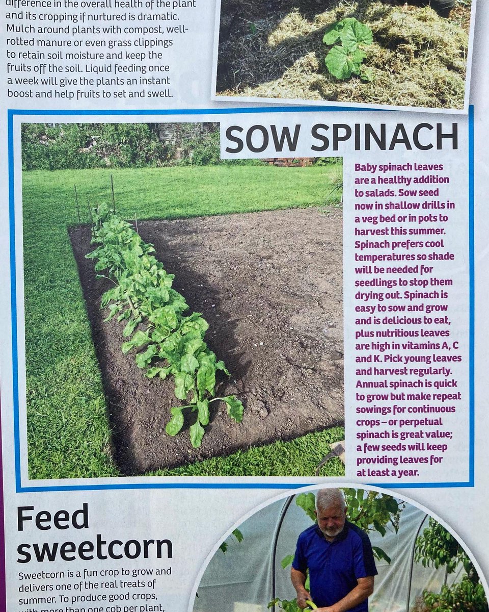 I’m catching up on 3wks of @GardenNewsmag aft hols. 1st July issue I chatted abt #drought tolerant #plants for the #garden, trimming aubrieta & alyssum & #sowing spinach. Have a grt week #gardening
#gardeningtips #gardenadvice #gardeningadvice #gardennews #flowers #gyo #planting