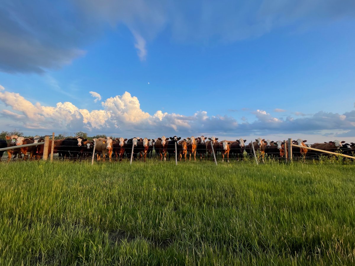 Today is #CowAppreciationDay. We want to appreciate cattle and all that they do for maintaining and improving Canadian grasslands! Without these keystone grazers, wildlife across the country would not have a place to call home. 

Photo courtesy of Sydney de Koning.