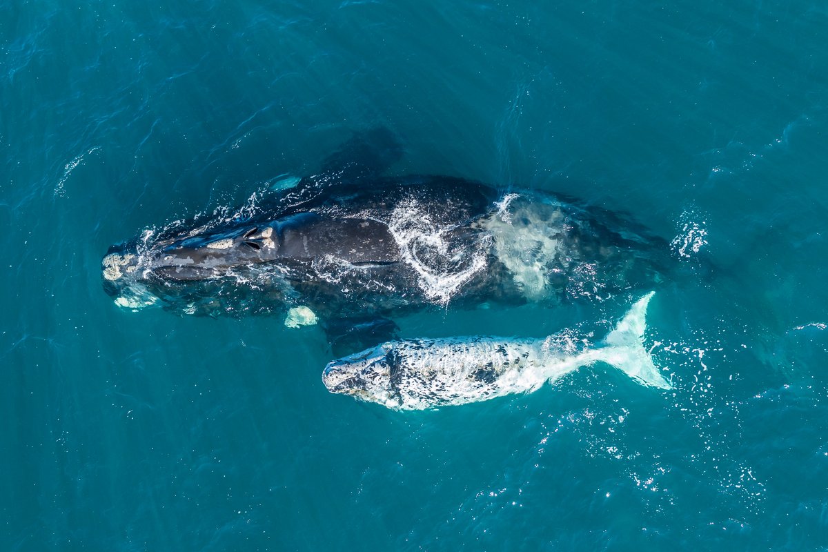 IMOHQ's tweet photo. New Particularly Sensitive Sea Area (PSSA) announced! 
The MEPC agreed to designate a particular sensitive sea area in the North-Western Mediterranean Sea to protect cetaceans from international shipping. 
Read about it here: https://t.co/HQrOBwcNxl 
#MEPC80highlights https://t.co/7JntKIlQA0