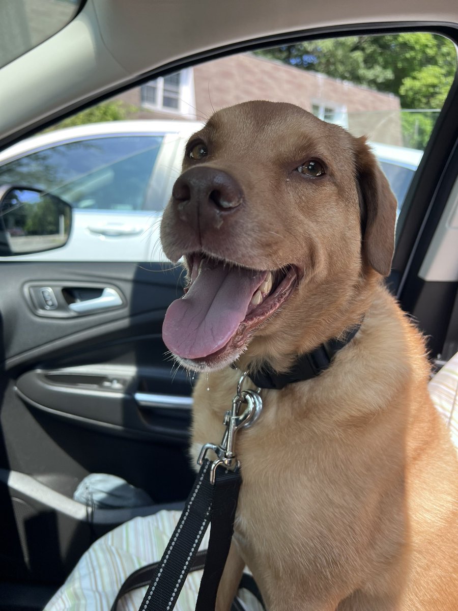 TY <a href="/dunkindonuts/">Dunkin'</a>! The PupCup makes a trip to the vet way better! #summer2023 #puppylove #happydoggy #PostForPencils