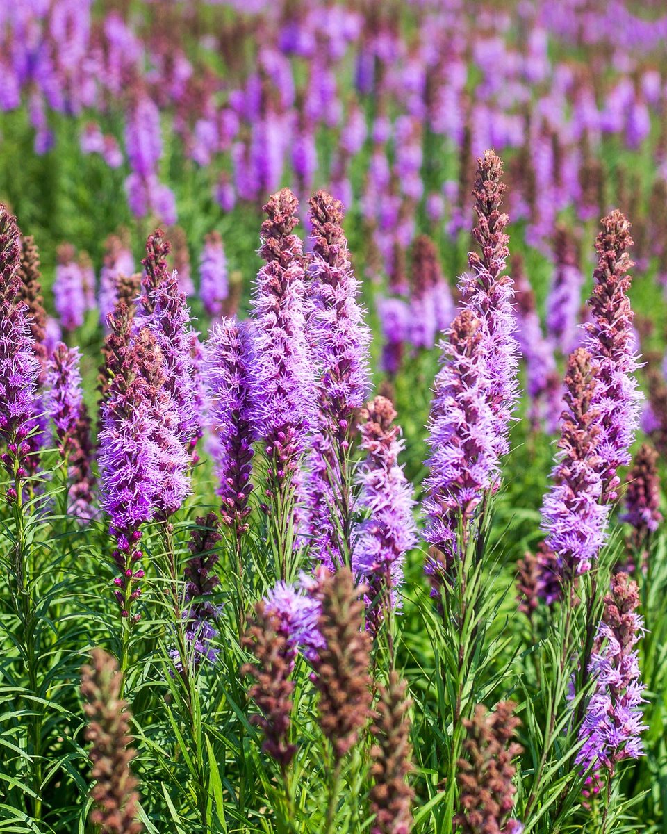 SStoriesAsia's tweet photo. Start your week with breathtaking scenic sights of vibrant flowers covering hills in rainbow colors! Located in the beautiful Japanese town of Biei in Hokkaido, the famed Shikisai-no-oka gardens offers vast, spectacular views of flora paradise.

📸: @visitjapanjp / @hokkaidoguide https://t.co/agA4gAA4AI