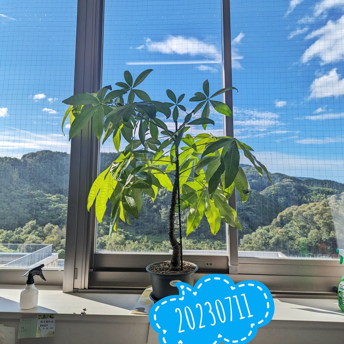nikkinoko's tweet image. 昨日までが嘘のようにピカピカのお天気。#day1914 の #パキラ 。また伸び始めた。  #pachira #propagation
