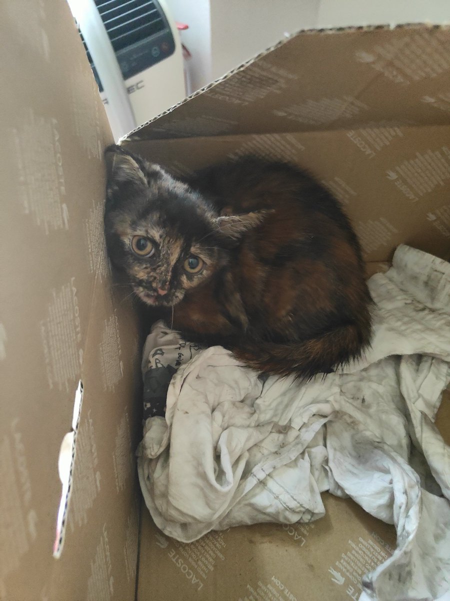 Harrycoco,🧡 tweet media