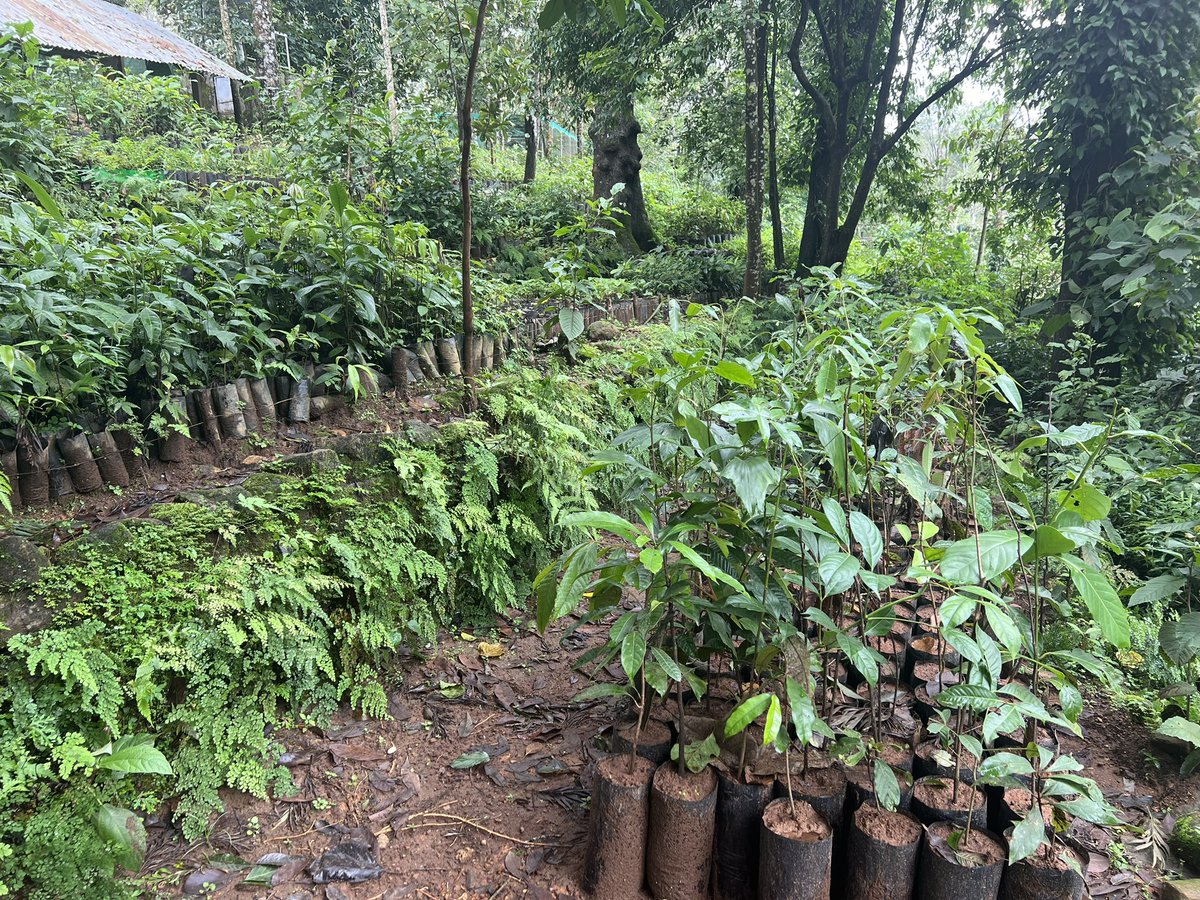 Spent a lovely and fascinating weekend in the company of <a href="/ncfindia/">Nature Conservation Foundation</a> learning the lessons from 20 years of forest restoration and <a href="/NatureRecovery/">Leverhulme Centre for Nature Recovery</a> in the Valparai plateau in the tea estate and forests landscape of the Western Ghats