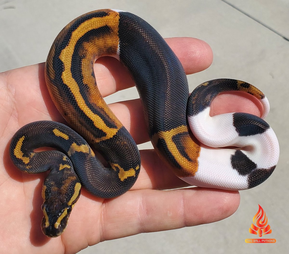 MorphMarket's tweet image. Mahogany Black Pastel Paradox Pied Ball Python by Fire Ball Pythons