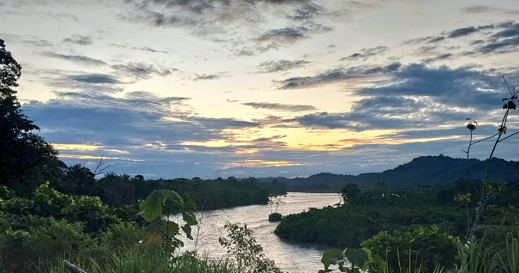 biomauro_rtg's tweet photo. @miniPCR @nanopore @INABIO_EC @pancho_prieto @inclandj @Mayamu11 @marcelaguinaga @Marcela55216239 @MariaVic_Reyes @roldantg @fill_the_cap @u_ikiam Based on the research thesis 📝🧬 by Walter Quilumbaquin @arman7085  at @u_ikiam, we found a higher probability to detect 🐸🐸 with #eDNA🧬 compared with visual surveys👀.

Also, 🧬🐸 can be detected from highlands due the high slope of the ⛰️⛰️ closely located to the Andes. https://t.co/8ZAPdnZ4GQ