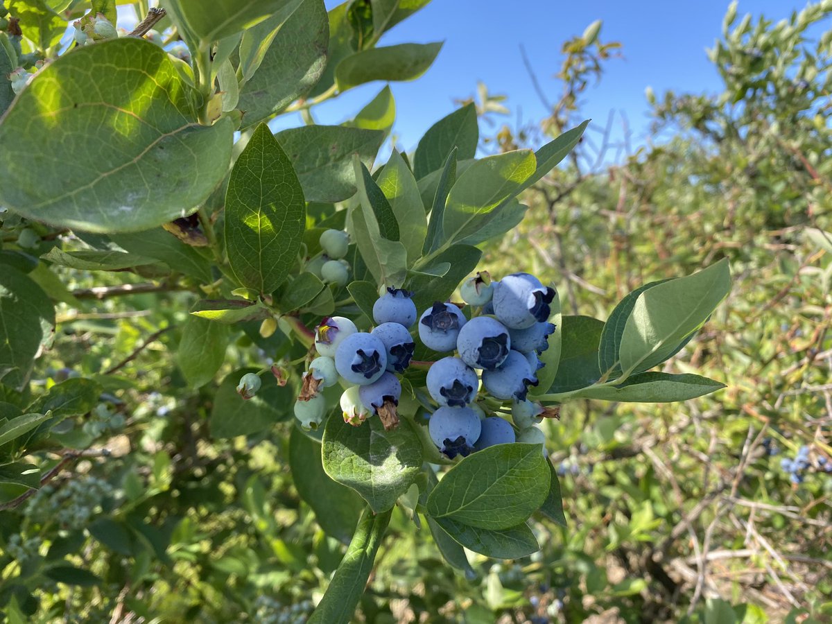 Toured some great Aussie Agronomists and Syngenta reps through cranberry and blueberry farms in southern BC yesterday with Terralink Horticulture <a href="/syngentacanada/">Syngenta Canada</a> <a href="/Tlhort/">TerraLink</a> #learningweare