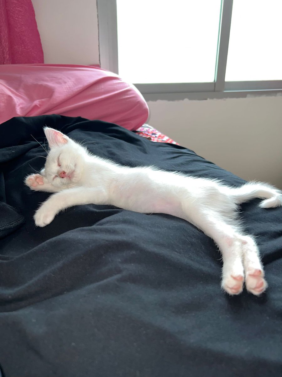 Satanius3000's tweet photo. Hola buenas este gatito tan mono busca hogar. Es macho y tendrá unos 2 meses. Lo encontramos en el coche de un familiar y no nos lo podemos quedar. 

Agradecería un rt y difusión porfa

Gracias a todos

Interesados háblenme a mi o al instagram que os pongo aqui abajo

@imane_29 https://t.co/e8DVYUaxph