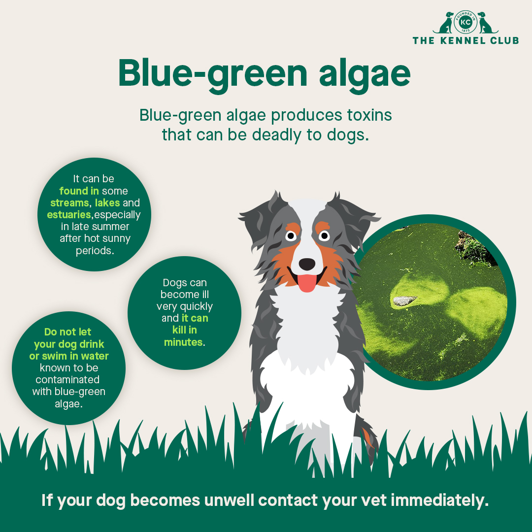 Can Dogs Smother Under Covers