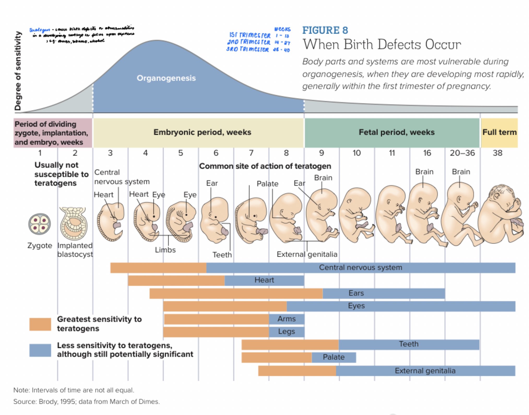 dio, rpm 2023 🍥 on Twitter " First trimester According to folklore, it is said that tiktiks